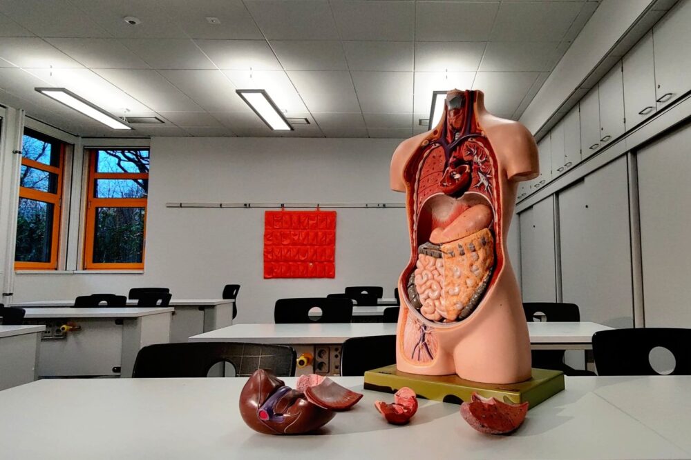 Anatomical human torso model with removable organs